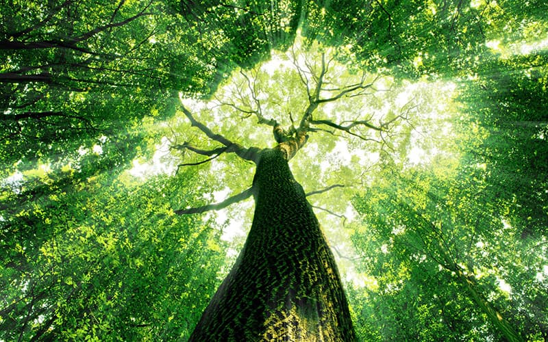 xerox-everyday-toner-section-2-en Xerox® Everyday™ Toner